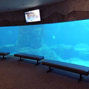 Beluga Whale Exhibit- Underwater Viewing