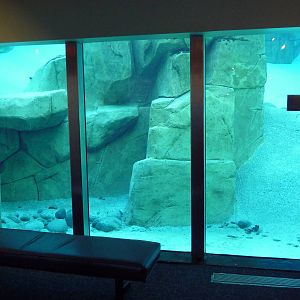 Harbour Porpoise Exhibit - Underwater Viewing