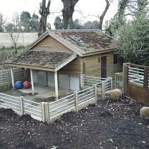 Red River Hog House
