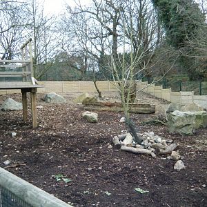 Red River Hog Enclosure