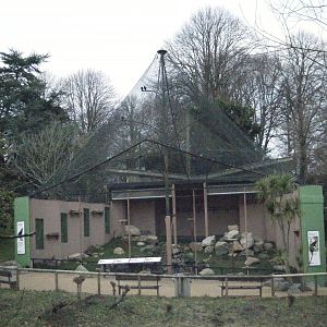 Red Billed Chough's (Old Orangutan enclosure)