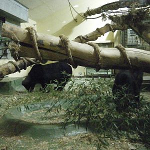 Inside of the bear house