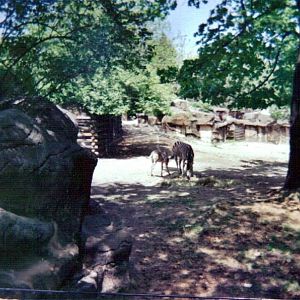 Damara Zebra Yard - May 2004