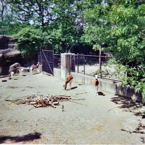 Mhorr Gazelle Second Yard - May 2004