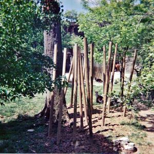Eastern Bongo / Yellow-backed Duiker Yard - May 2004
