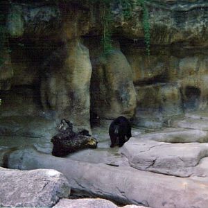American Black Bear Grotto - May 2004