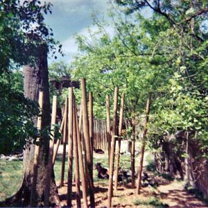 Eastern Bongo / Yellow-backed Duiker Yard - May 2004