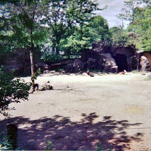 Mhorr Gazelle First Yard - May 2004