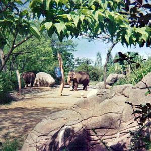 Asian Elephant Yard - Vanishing Giants - May 2004