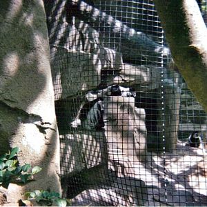 Colobus Monkey Exhibit - May 2004