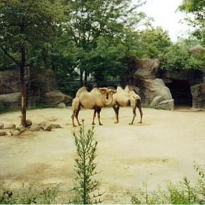 Bactrian Camel Paddock - July 2001