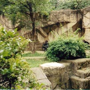 Western Lowland Gorilla Exhibit - July 2001