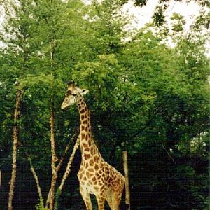 Masai Giraffe - Vanishing Giants - July 2001