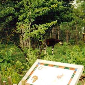 Okapi - Vanishing Giants - July 2001