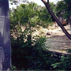 Black Rhinoceros Paddock - August 2003