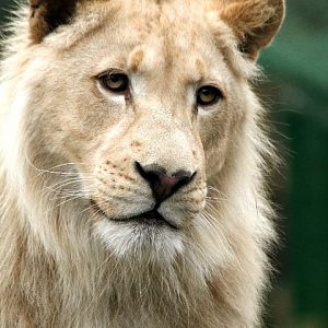 White Lions 15 -01-2011