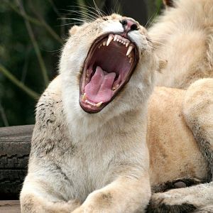 White Lions 15 -01-2011