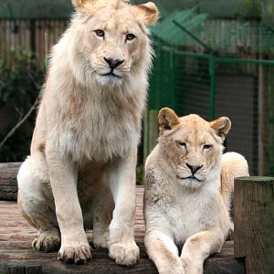 White Lions 15 -01-2011