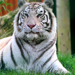 White Tiger - 15-01-2011