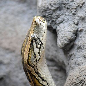 BURMESE ROCK PYTHON