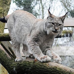 LYNX