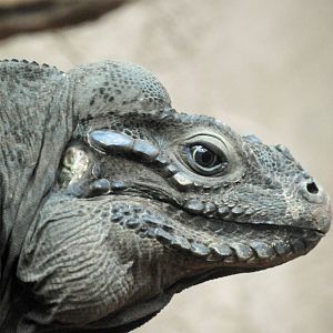 RHINOCEROS IGUANA
