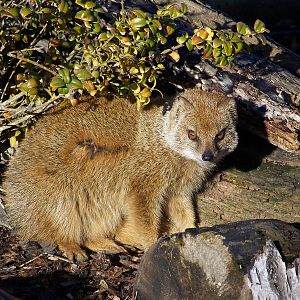yellow mongoose
