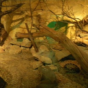 Eastern Diamondback Rattlesnake Enclosure.