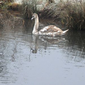 A young Mute Swan