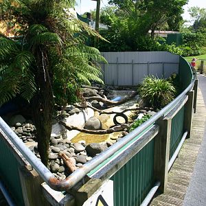 Brooklands Zoo - Asian Small-clawed Otter Exhibit