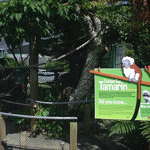 Brooklands Zoo -Cotton-top Tamarin Exhibit