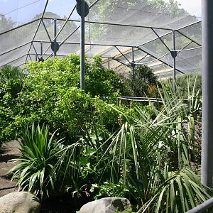 Brooklands Zoo - Free-flight Aviary