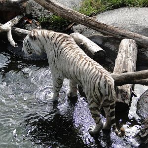 White Tiger