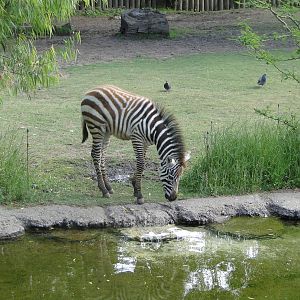 Baby Zebra