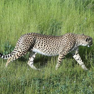 Cheetah