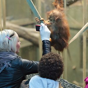 Realm of the Red Ape Raspberry