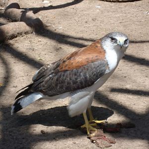 Buteo polyosoma
