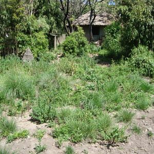 Giant Anteater exhibit