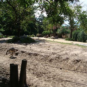 Guanaco and Greater Rhea Exhibit