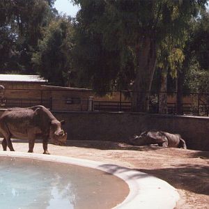 Giardino Zoologico, Napoli, 1996