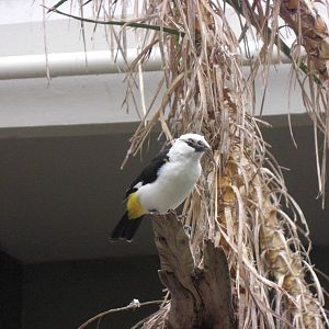 White-headed Buffalo Weaver - Berlin Zoo - Mar 2009