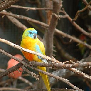 Lutino Turquoisine Parrot - Earnley Butterflies, Birds and Beasts - Nr Chic