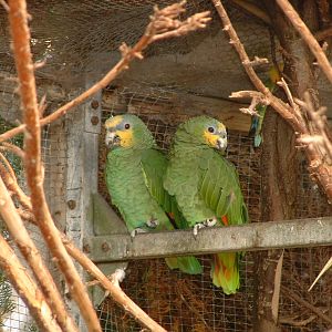 Orange-winged Amazon Parrot - Earnley Butterflies, Birds and Beasts - Nr Ch
