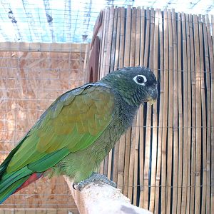 Scaly-headed Pionus Parrot - Earnley Butterflies, Birds and Beasts - Nr Chi