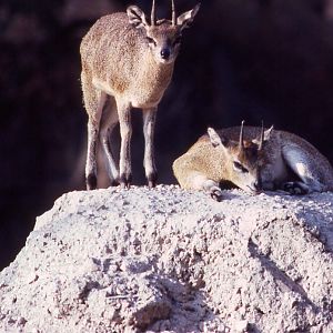 Giardino Zoologico, Napoli, 1987