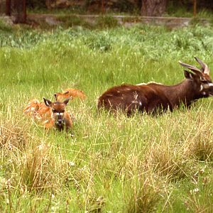 Giardino Zoologico, Napoli, 1986