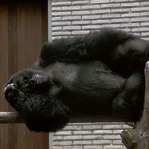 Eastern lowland gorilla Kaisi