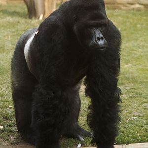 Eastern lowland gorilla Kisubi