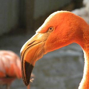 Carribean Flamingo.