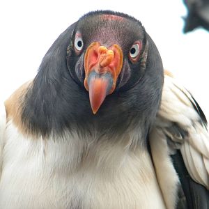 King Vulture.